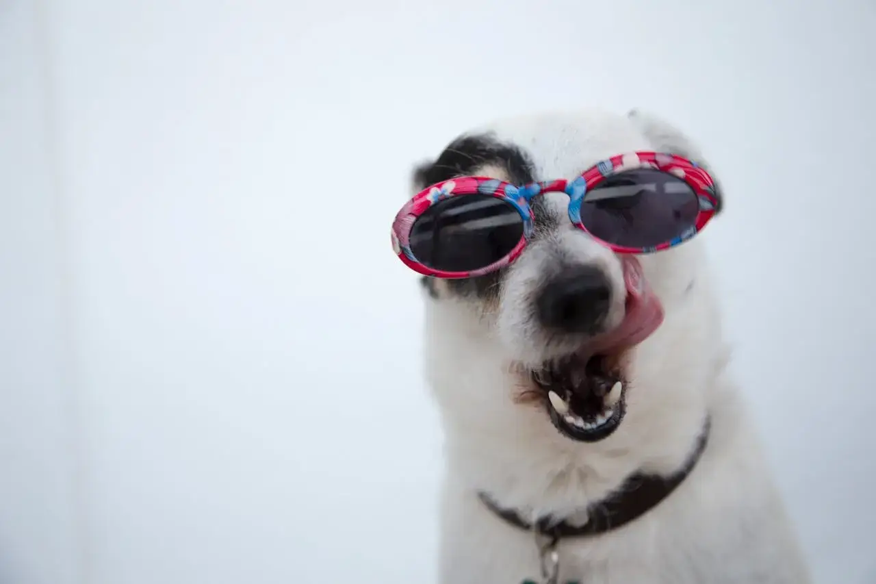 The Proper Way to Brush Your Dog’s Teeth & Keep Them Clean