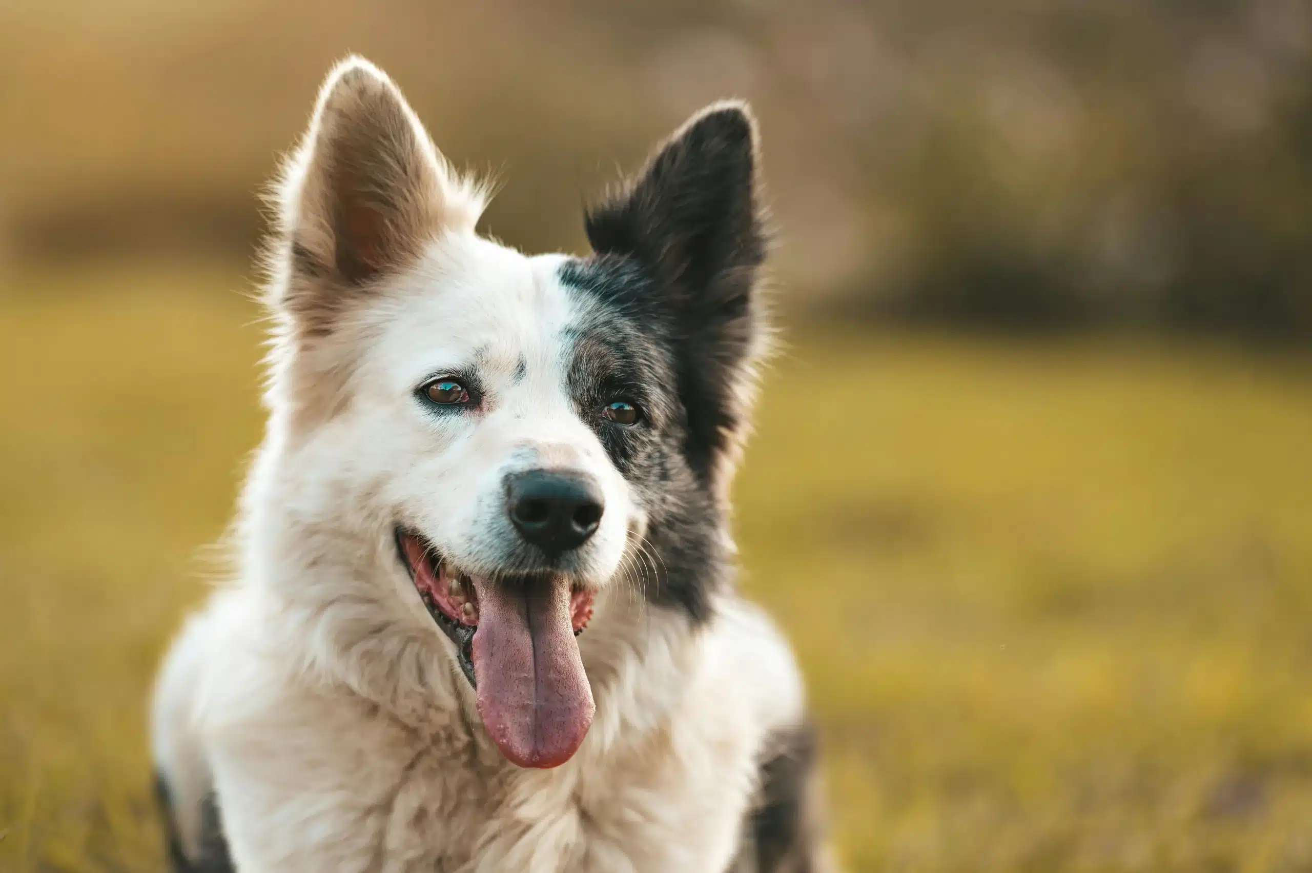 Can Poor Air Quality Make Your Dog Sick? Here’s The Truth!