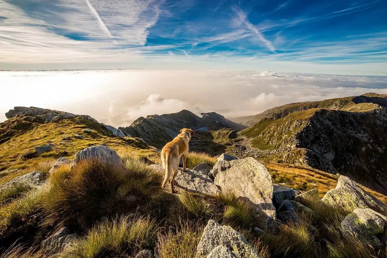 Going Off-Grid with Your Dog: Tips for a Smooth Transition