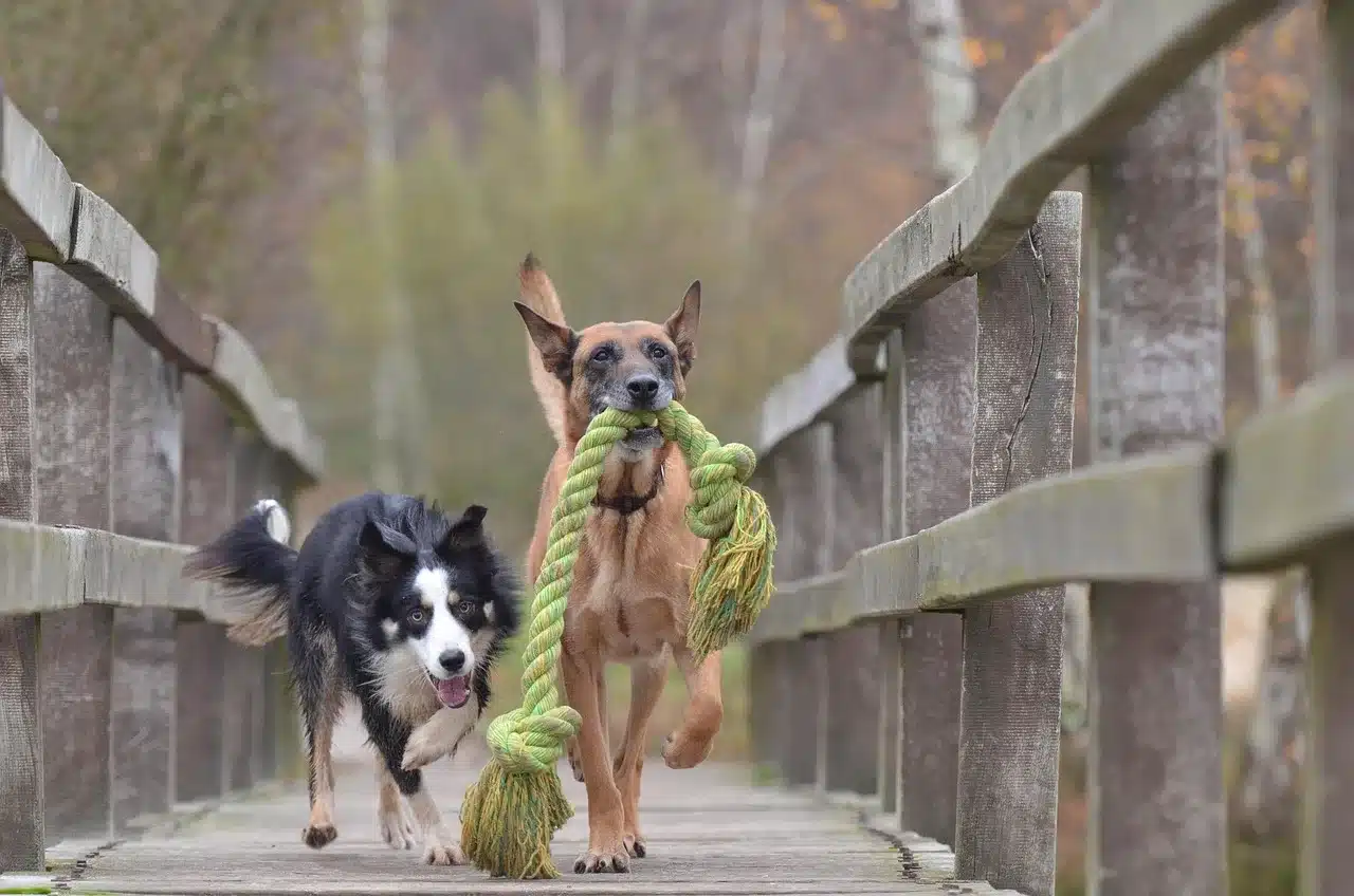Best Way To Get Your Dog’s Energy Out-And Fast!