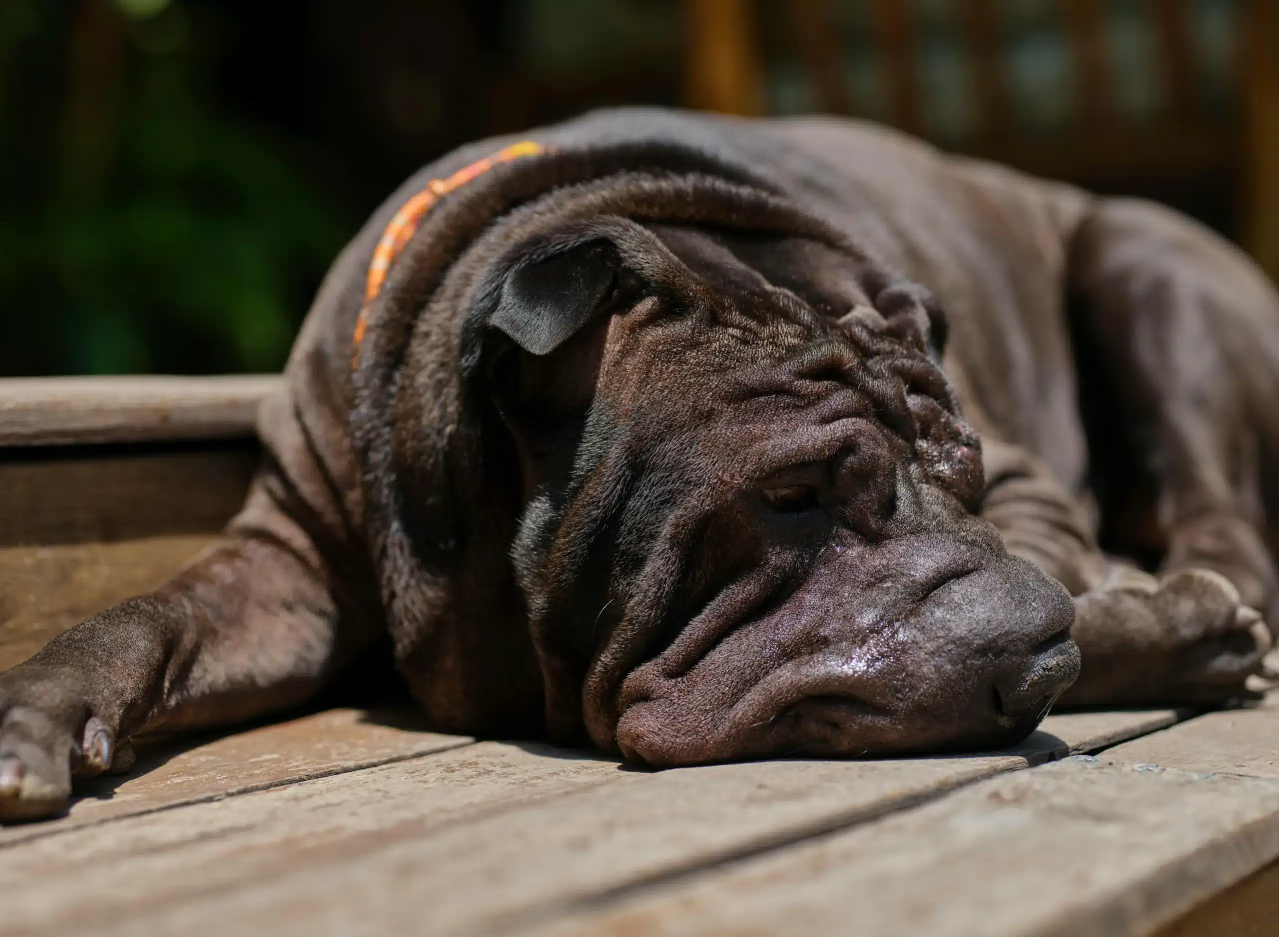 Cancer in Dogs: Common Causes and How to Spot the Signs