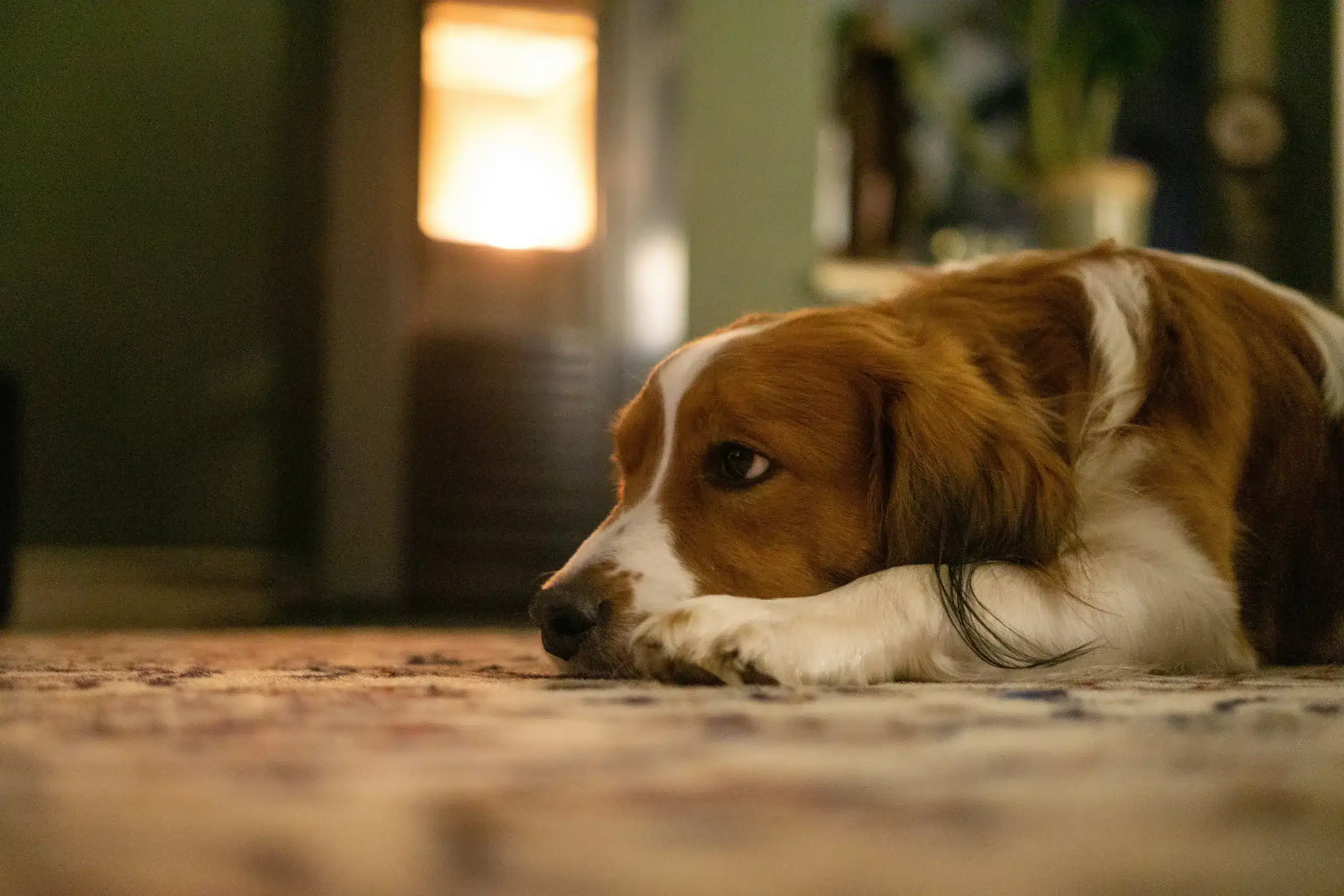 Best Dog Thermometer: A Veterinary Assistant's Top Picks and How to Use Them