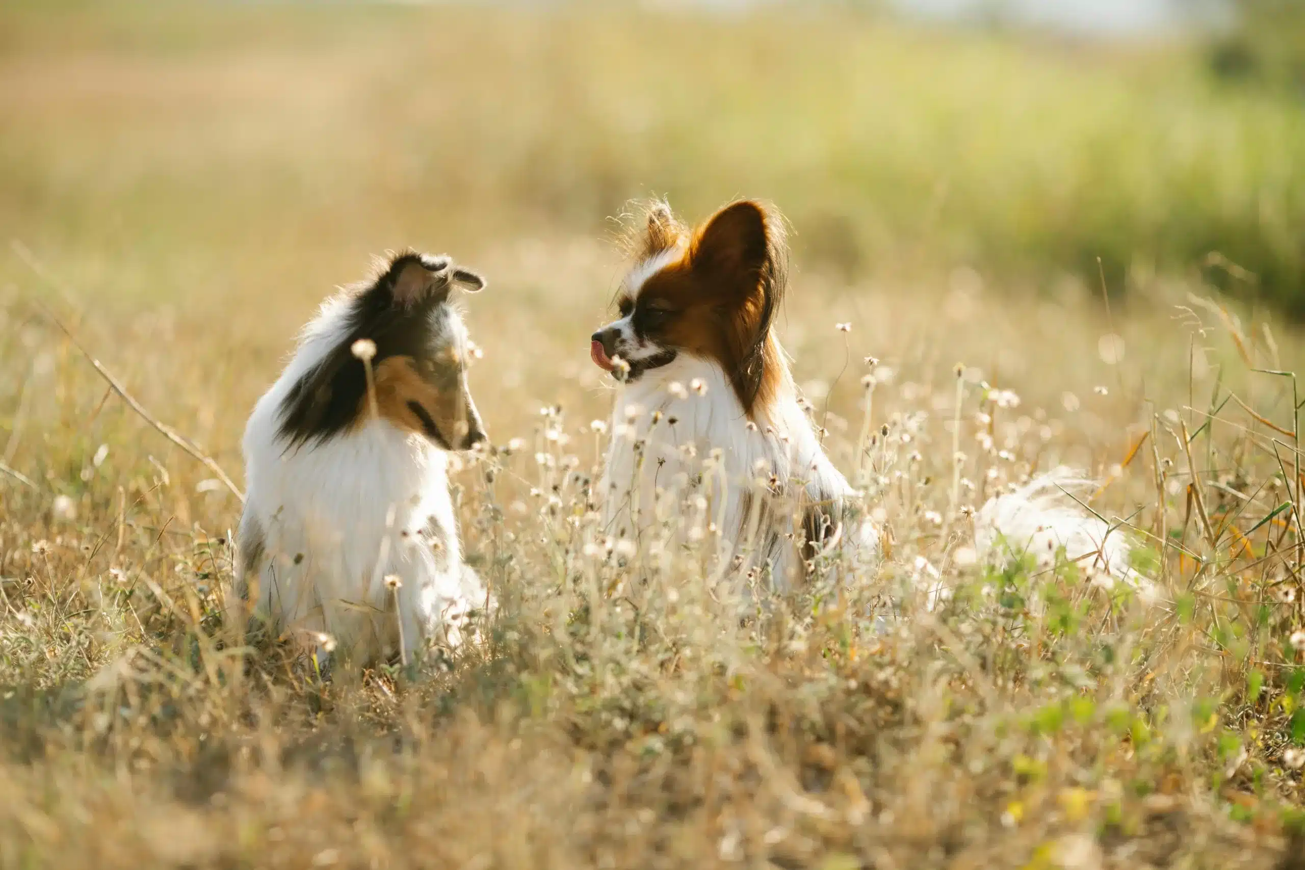 Can Dogs Eat Bugs? Safe vs. Dangerous Insects Explained