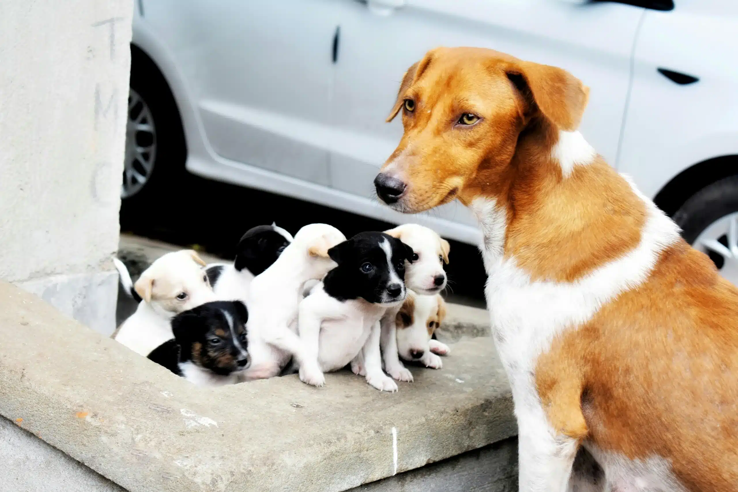 Your Dog’s Pregnancy Timeline: A Week by Week Guide for Owners