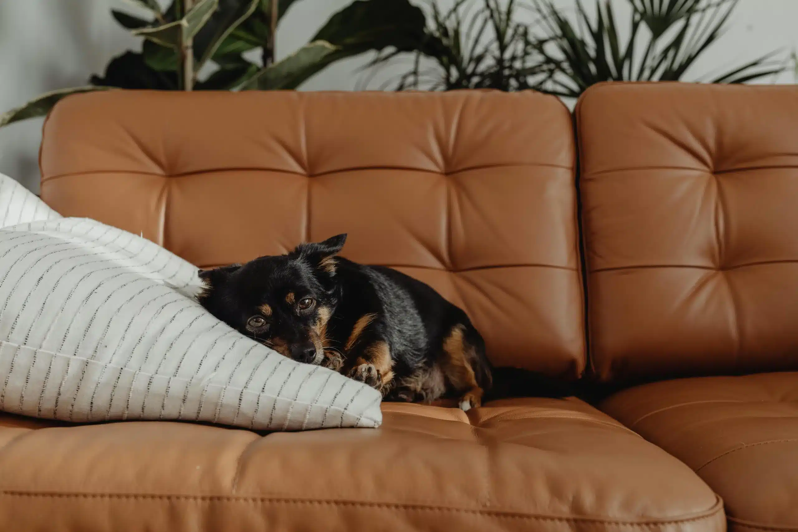 Creating a Safe & Comfortable Environment For Your Therapy Dog