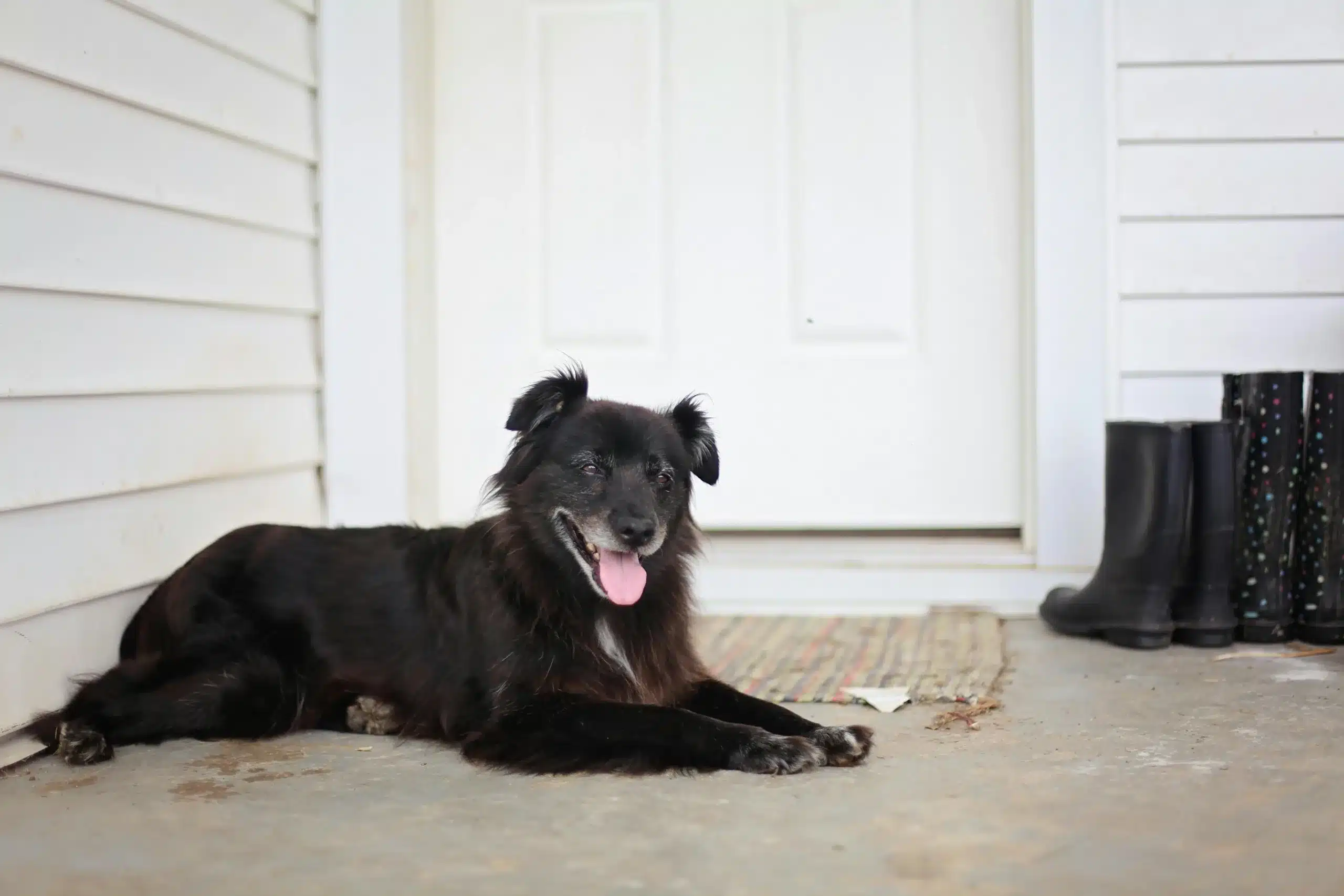 Top Dog Training Tips: Turning a Naughty Pet into a Perfect Companion