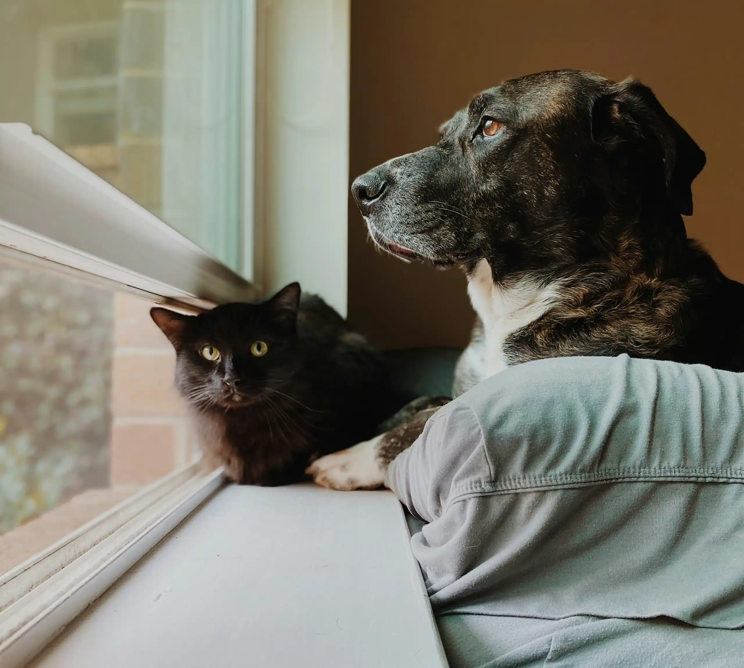 Can I Adopt a Puppy and Bengal Kitten Together? A Complete Guide