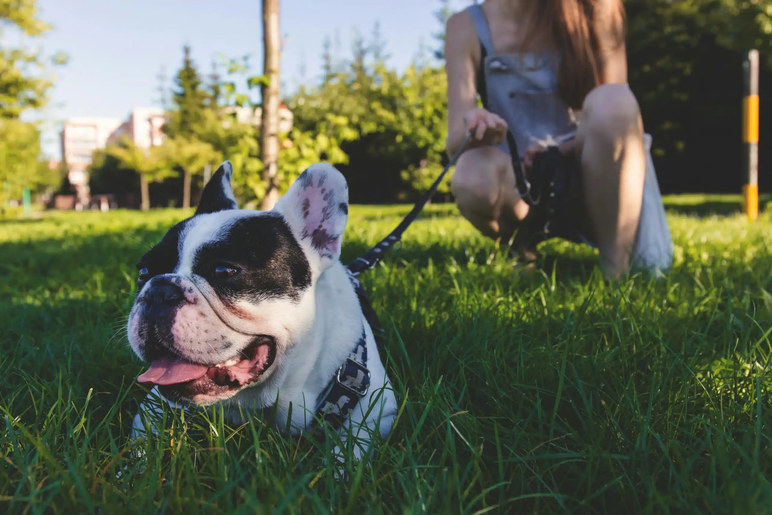 Wasting Money on Dog Products? A Deinfluence Guide for Dog Owners