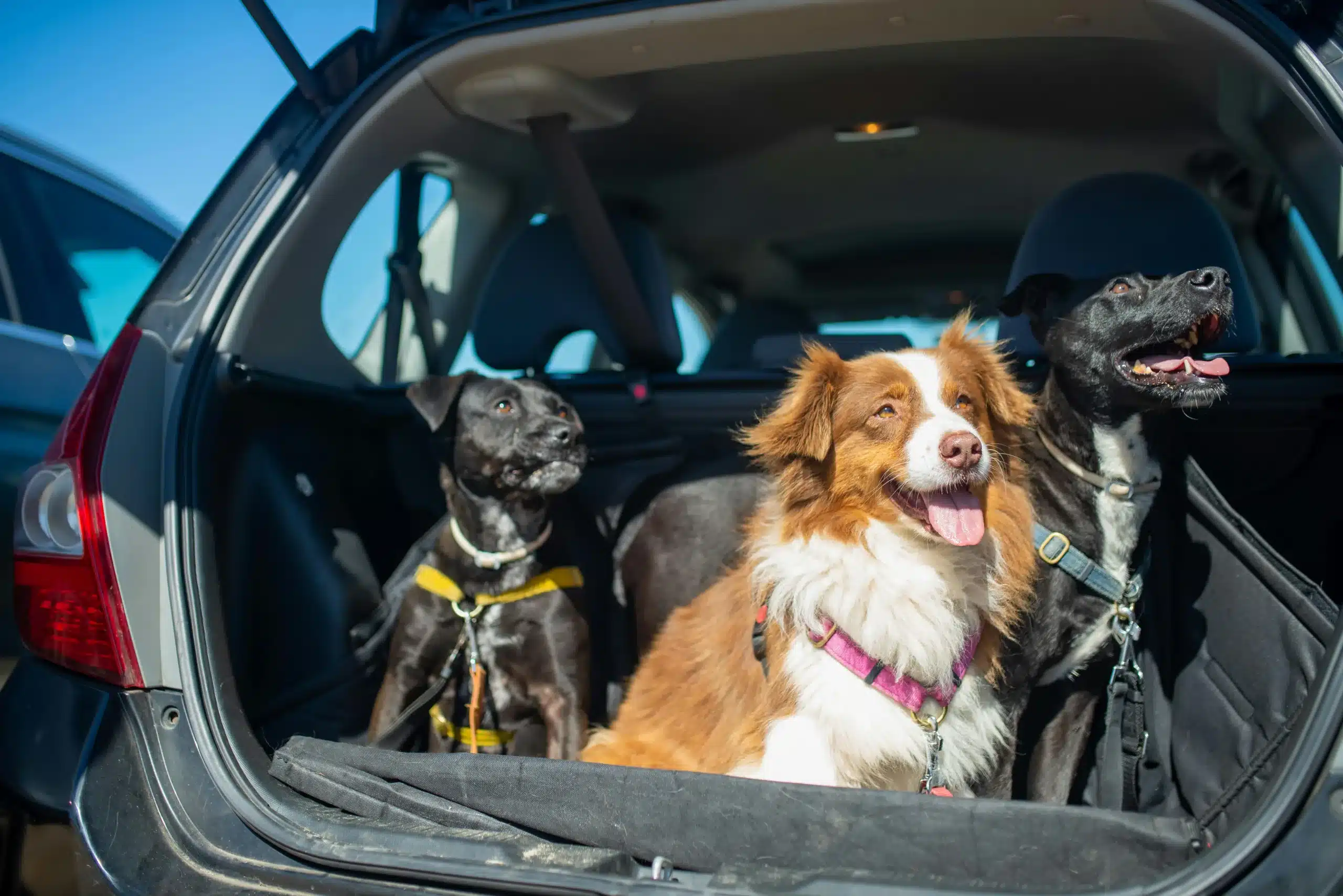 Paws, Play, and Game Day: An Ultimate Guide to Tailgating With Your Pup
