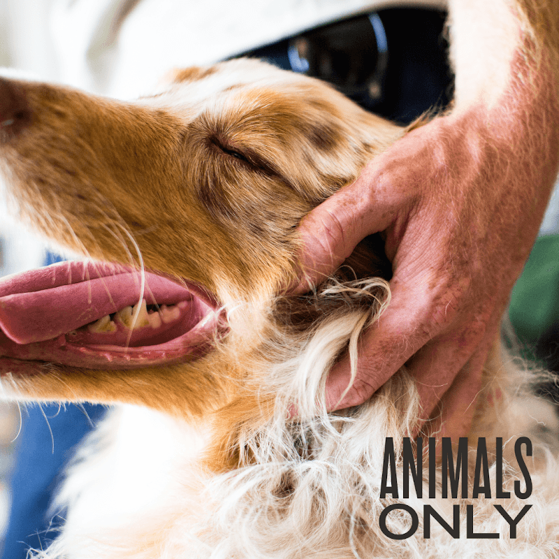 Animals Only