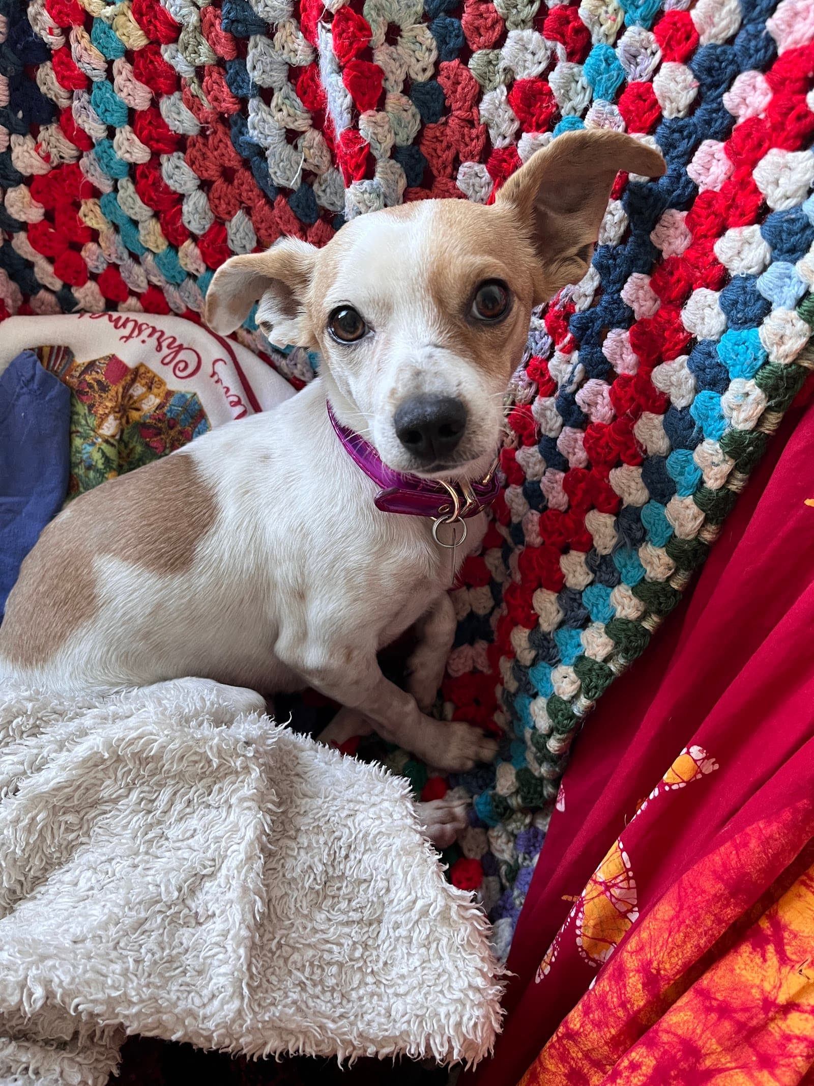 Bideawee Pet Adoption Center