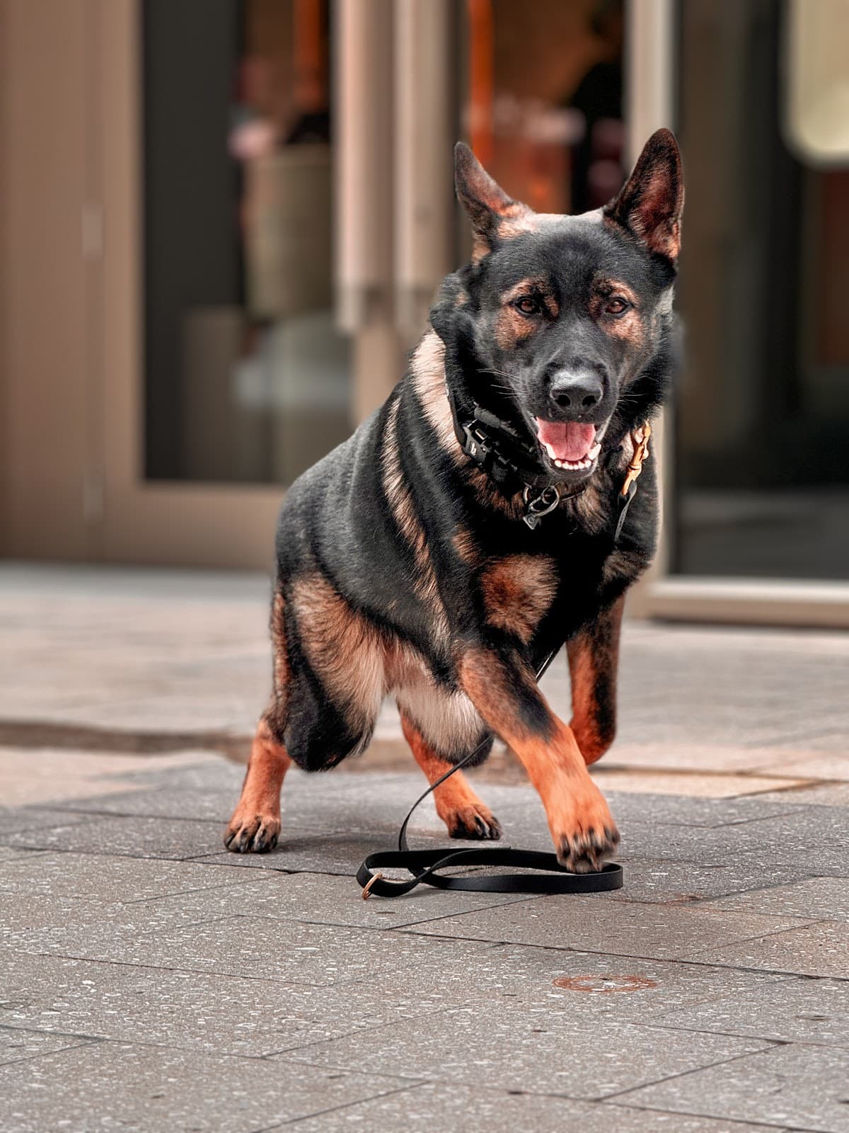 Control Canine