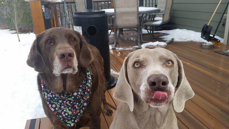 Creature Connections Pet Sitting