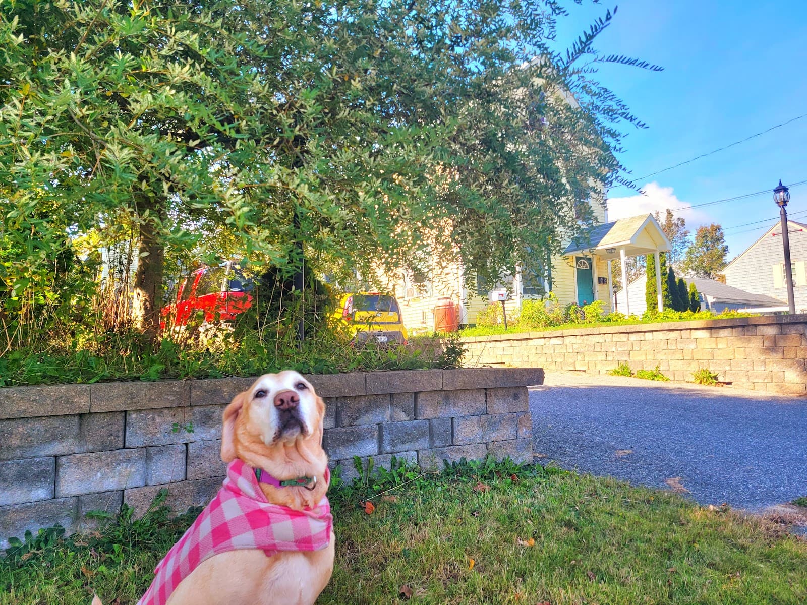 Dog Walking 207 (LLC)