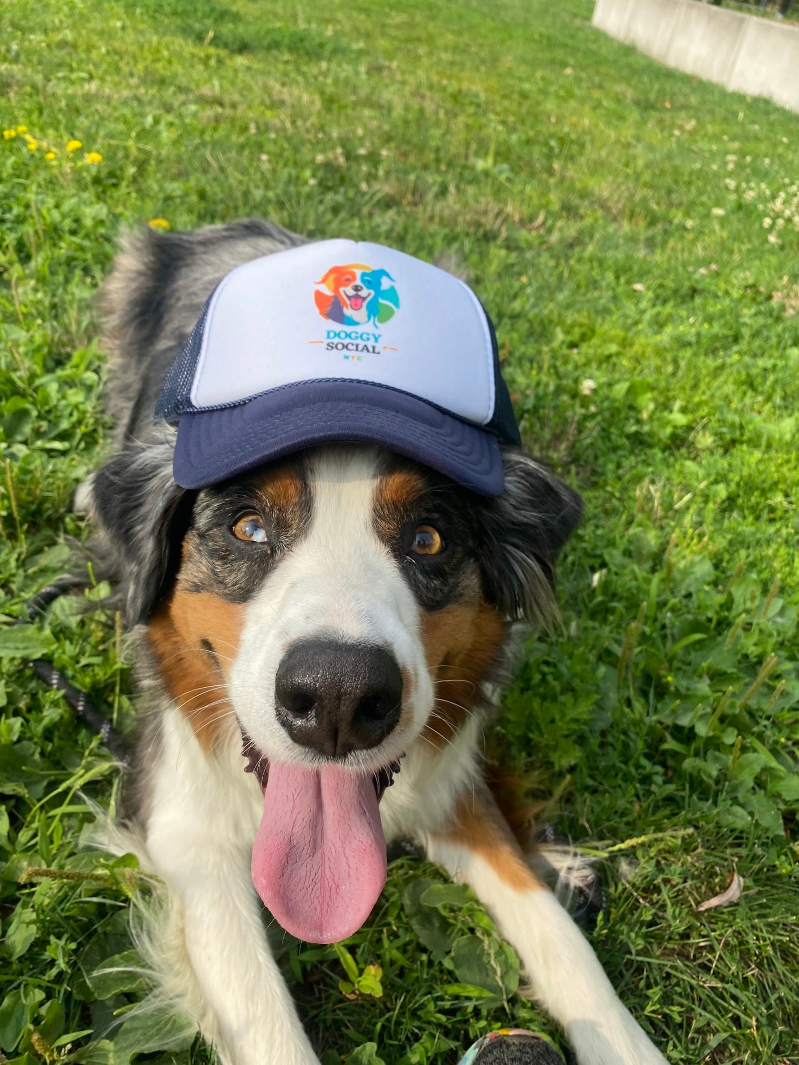 Doggy Social NYC