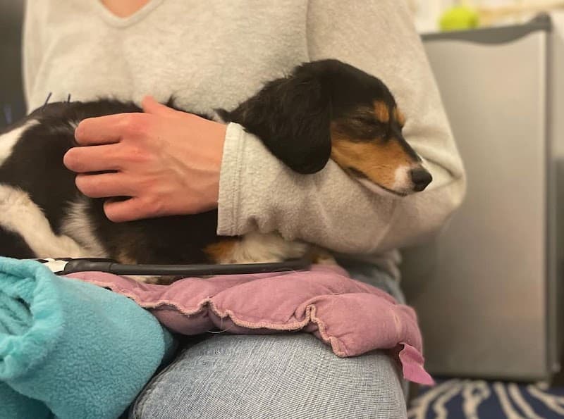 Elevate Animal Rehab