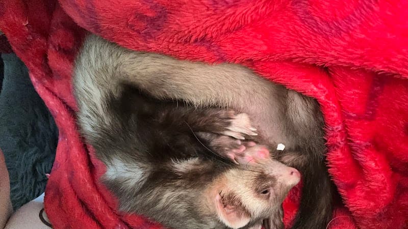 Ferret Sanctuary