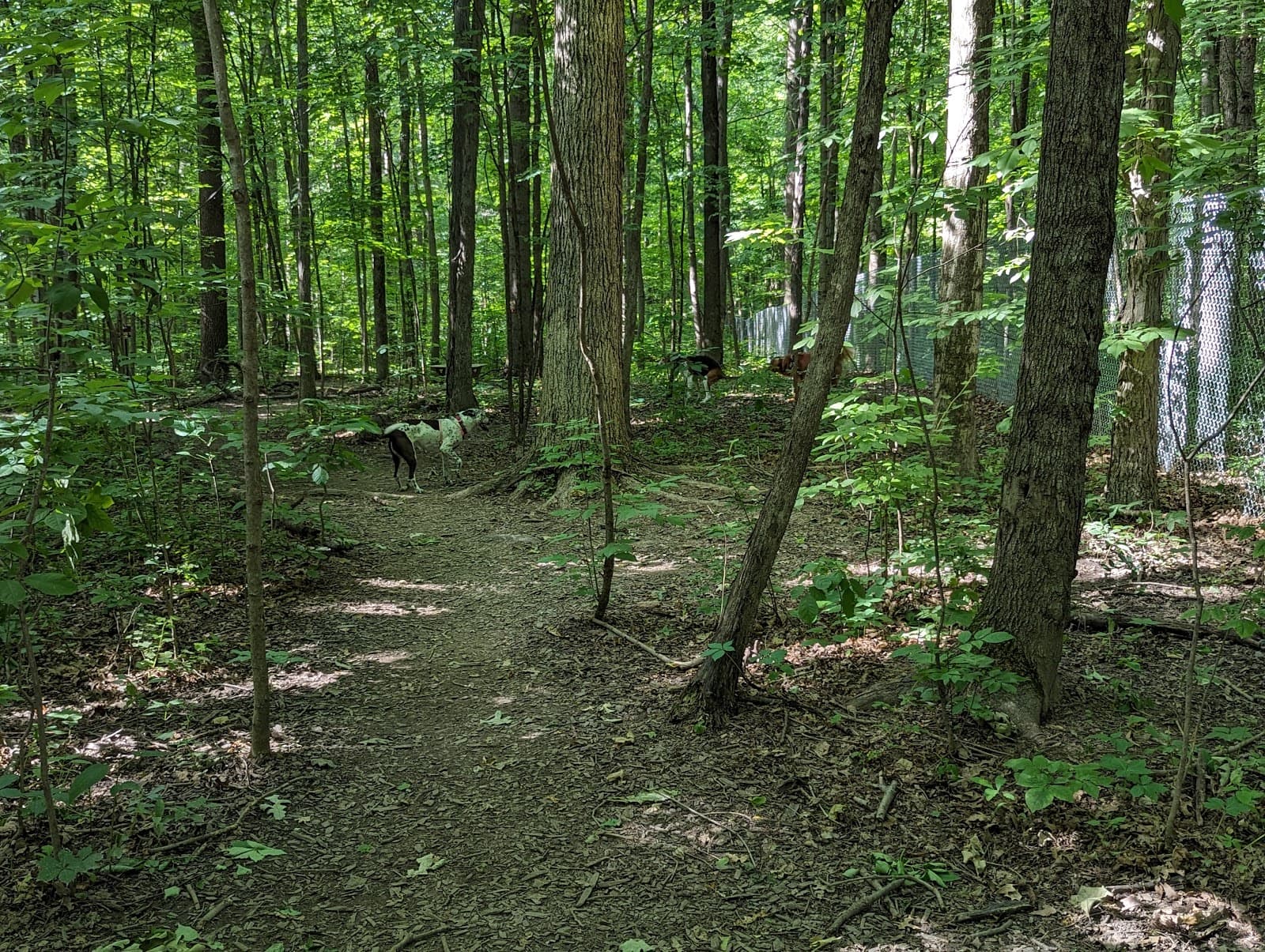 Fido's Forest Dog Park: Appointment and Registration Required
