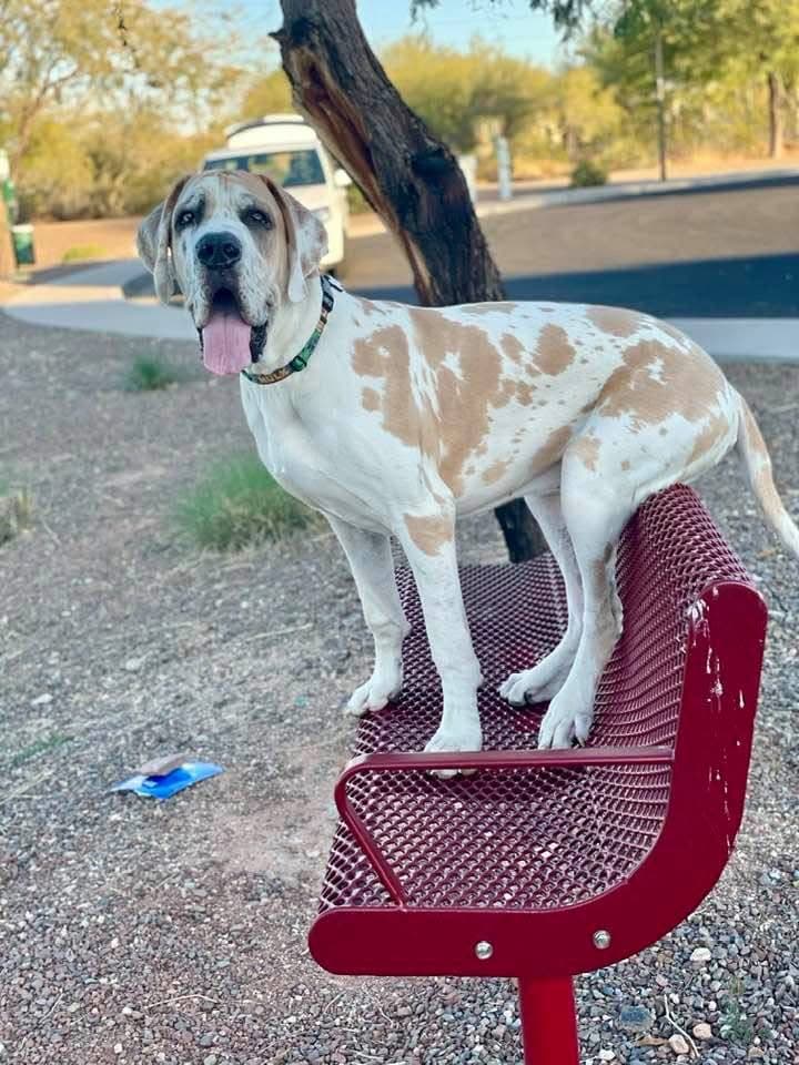 Fit Dog Training Phoenix