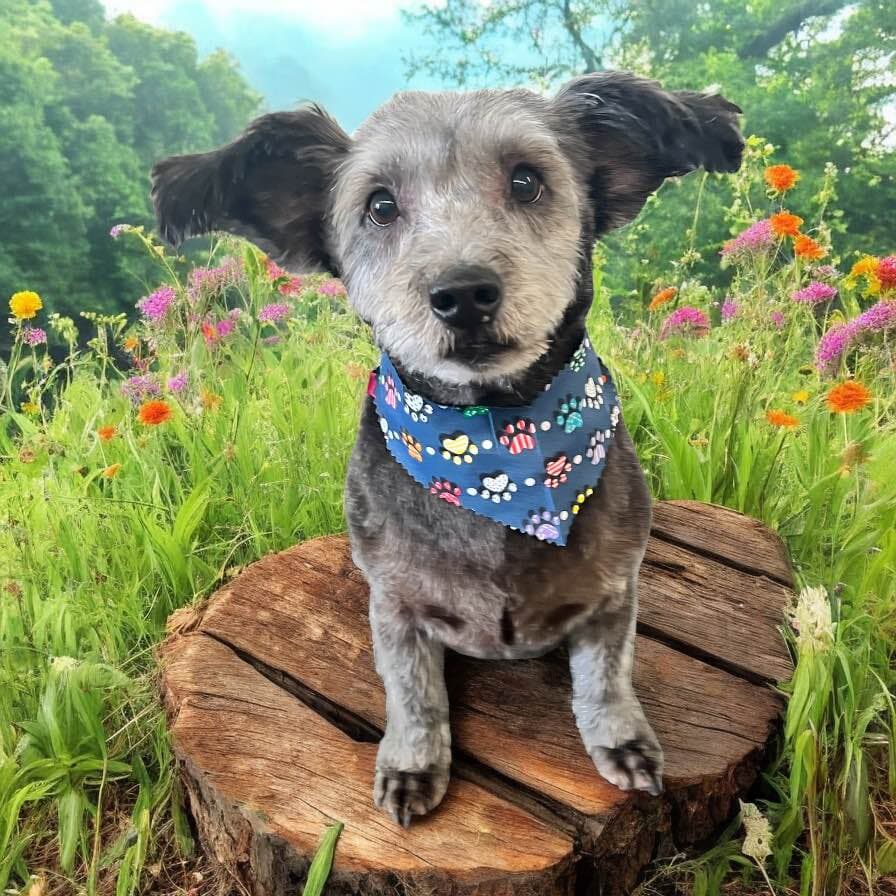 FurEver Friends Pet Salon