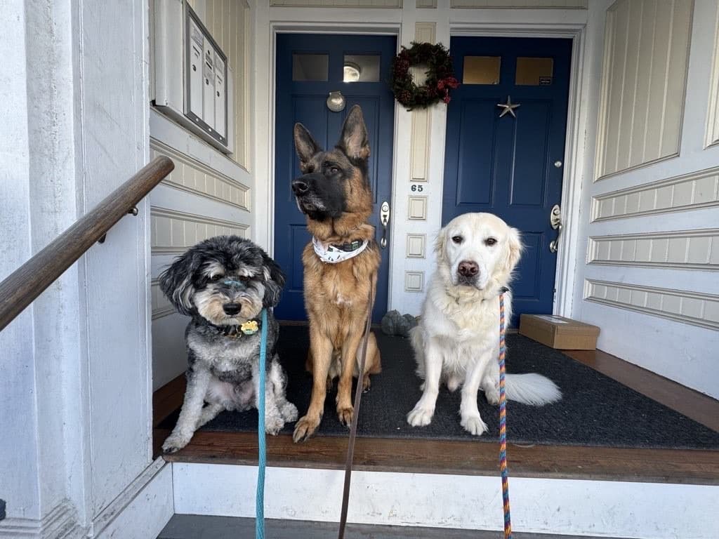 Happy Paws