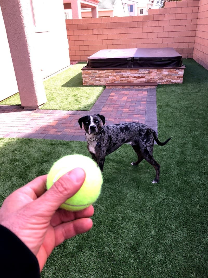 High 5 Pet Care