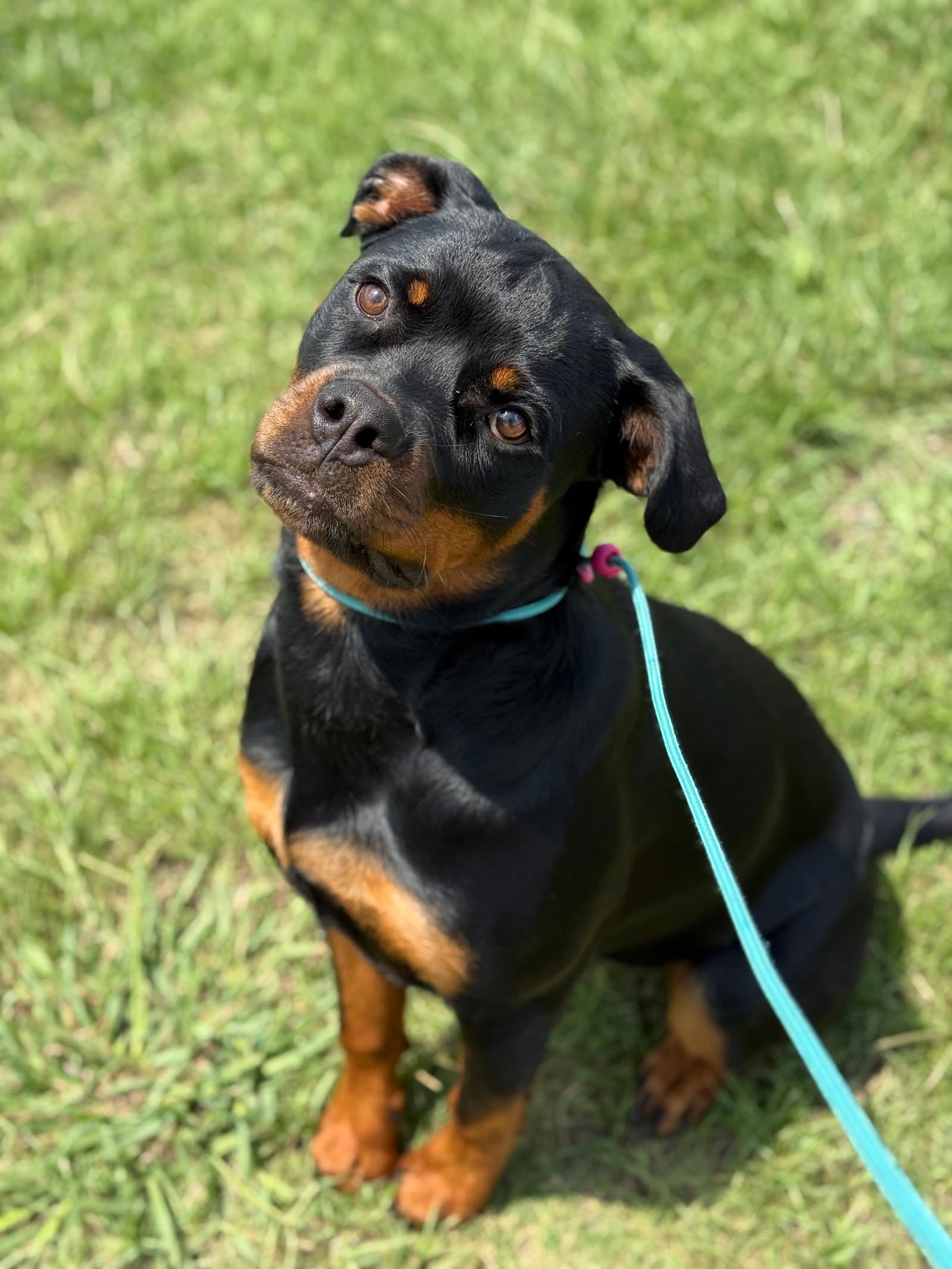Hookline K9 Dog Training LLC