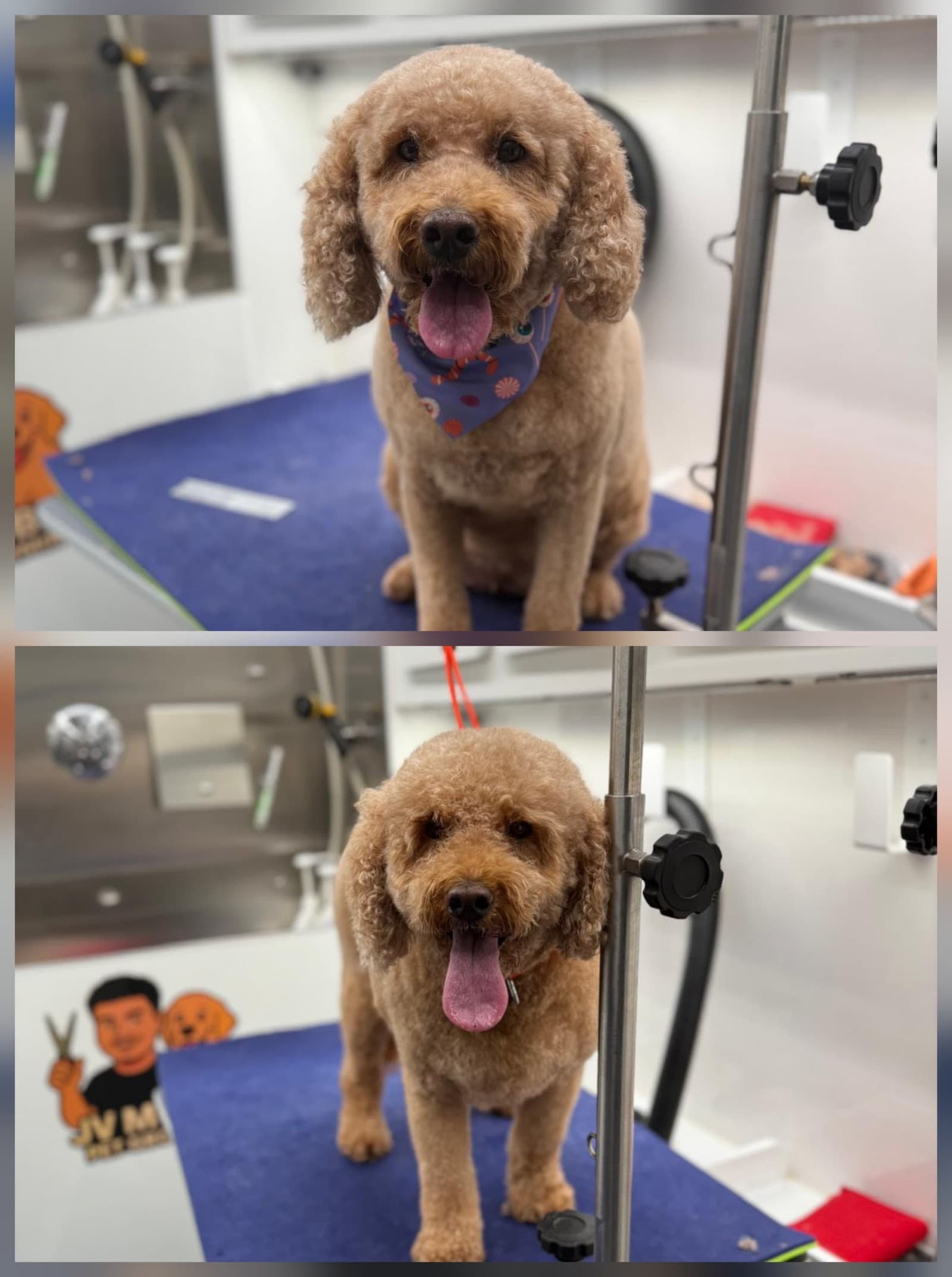 JV Mobile Pet Grooming