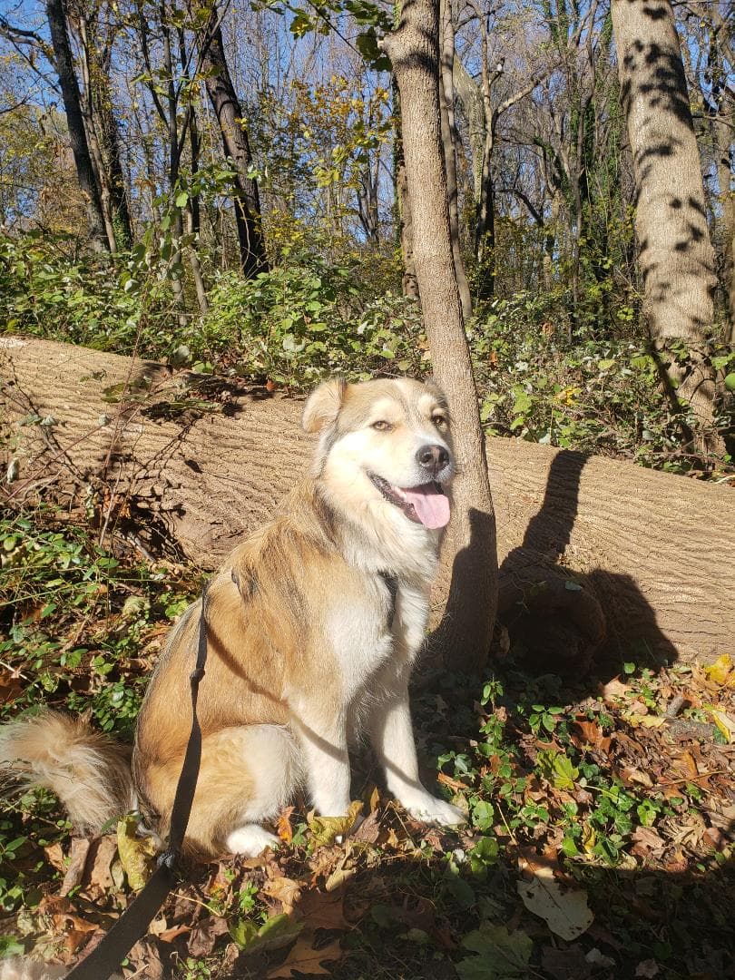Pant & Wag: DC Dog Adventures and DC Dog Fitness