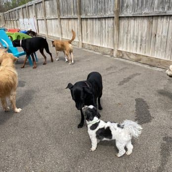 Puppy Playground