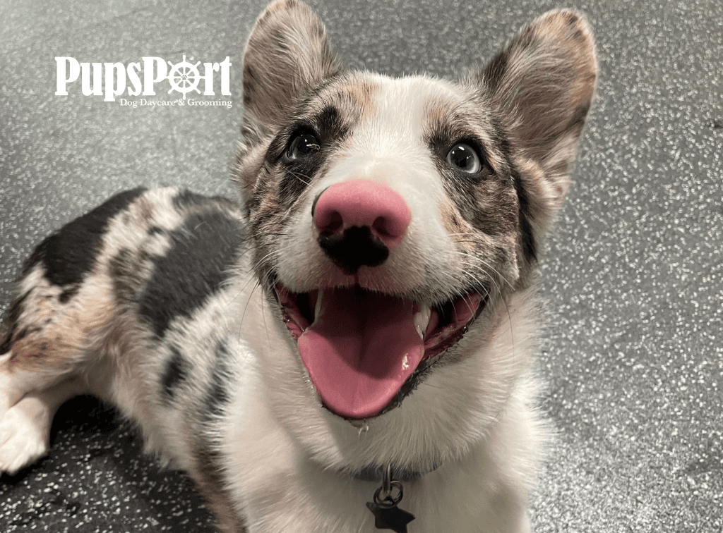 PupsPort Dog Daycare & Grooming