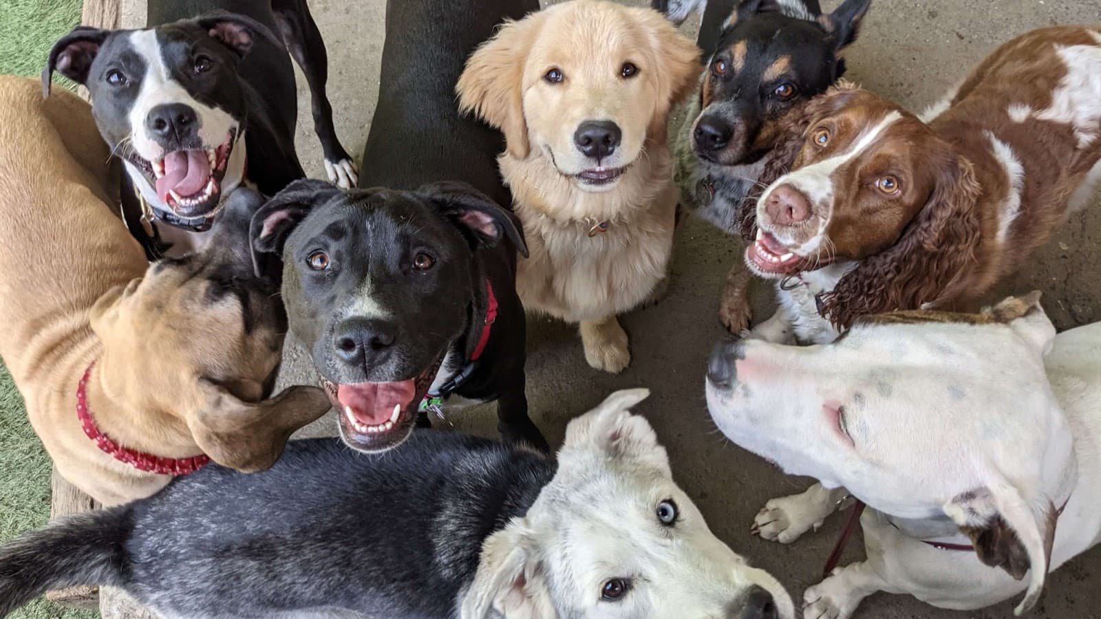 Ruff Life Dog Training Services