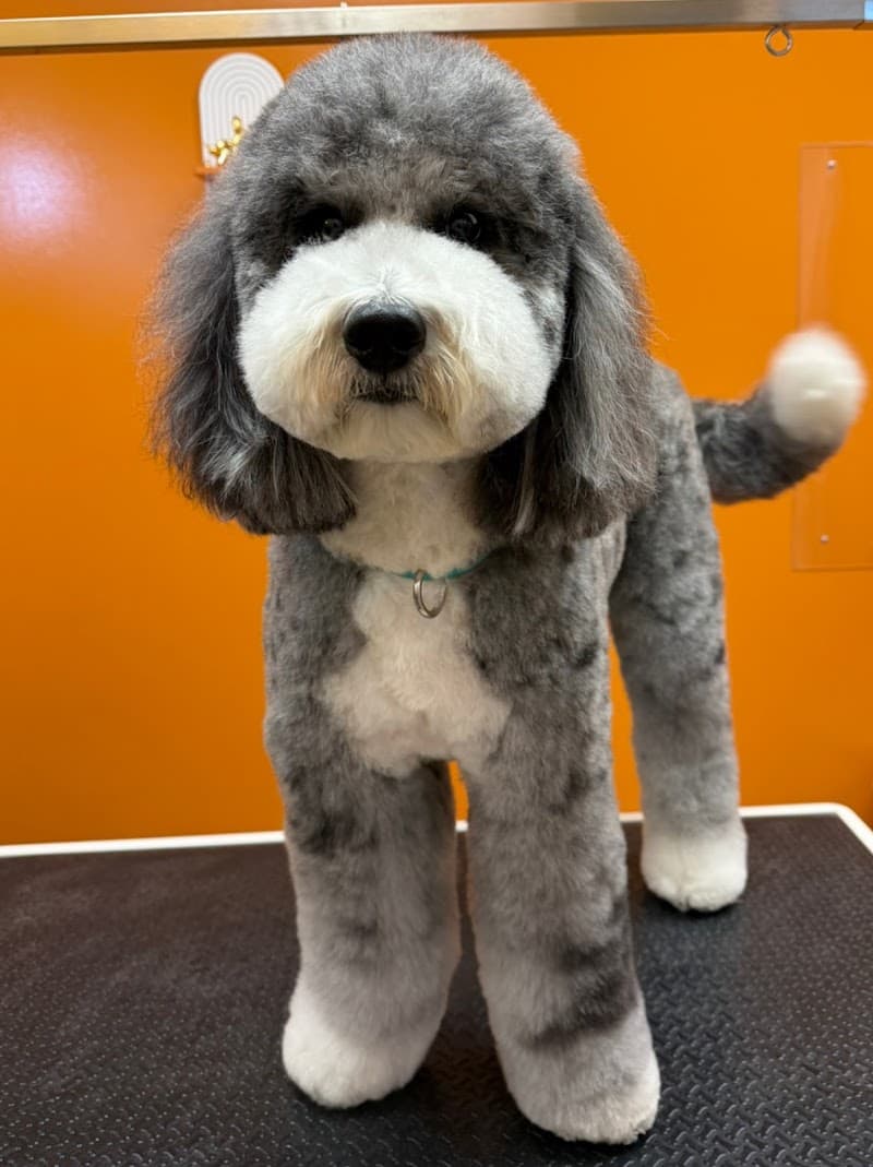 Suds Pet Salon