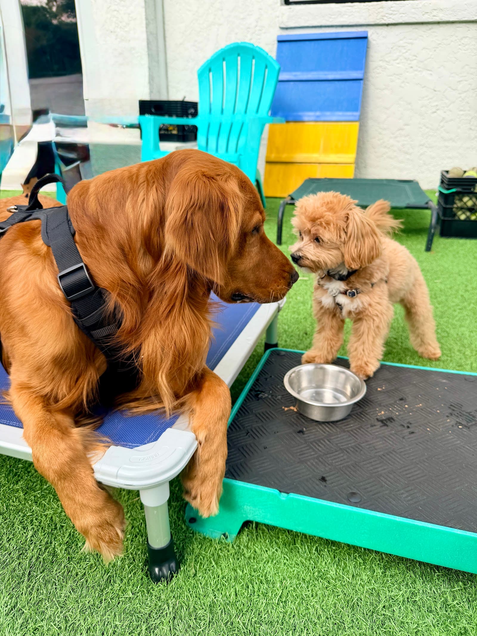 The Bark Stop™️ Force Free, Reward Based Puppy & Dog Training