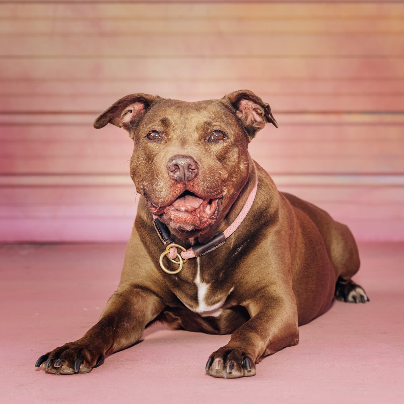 The Love Pit Rescue