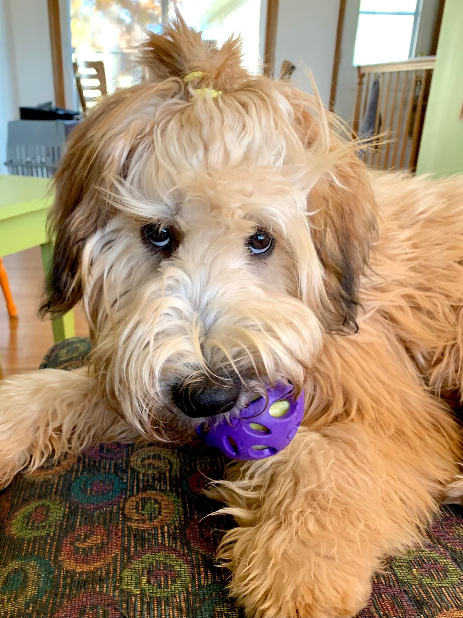 The Modern K9