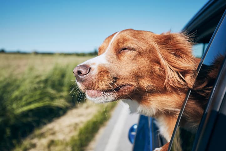 Understanding Dog Training