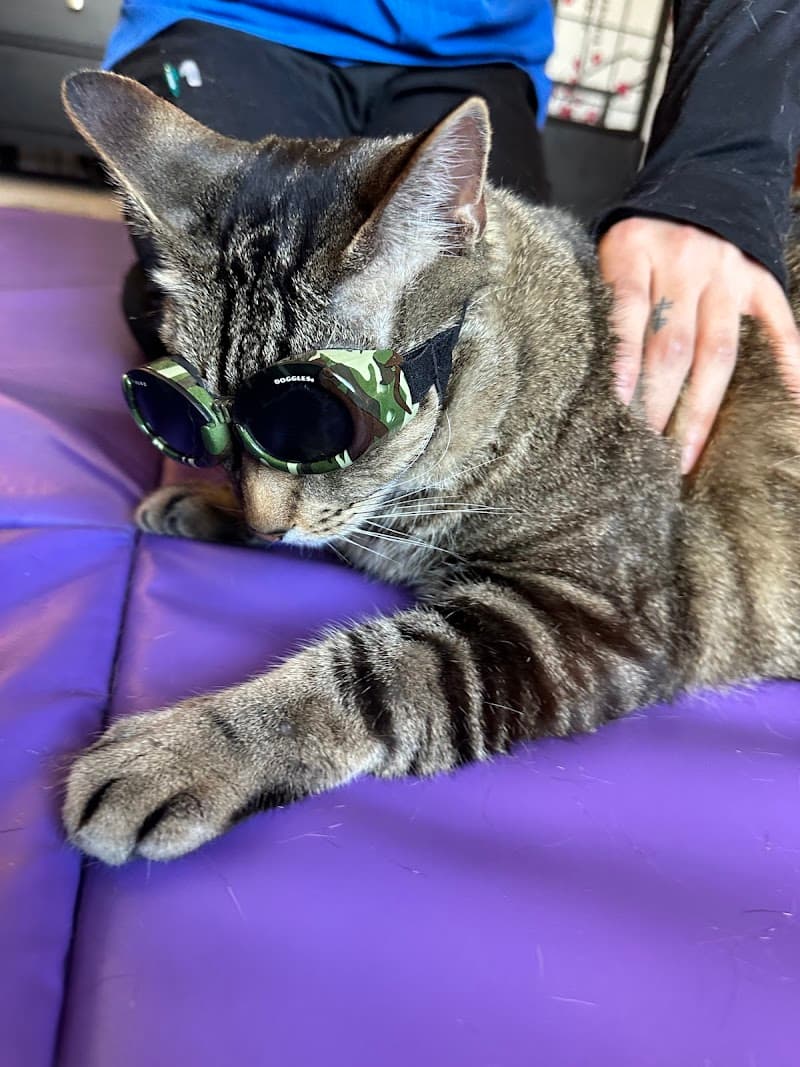 Veterinary Sports Rehab & Integrative Wellness