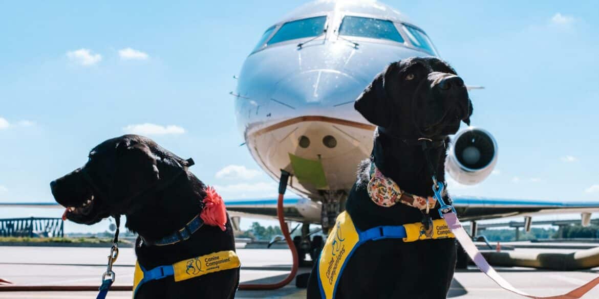 dogs in front of airplane