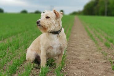 dog in farm field