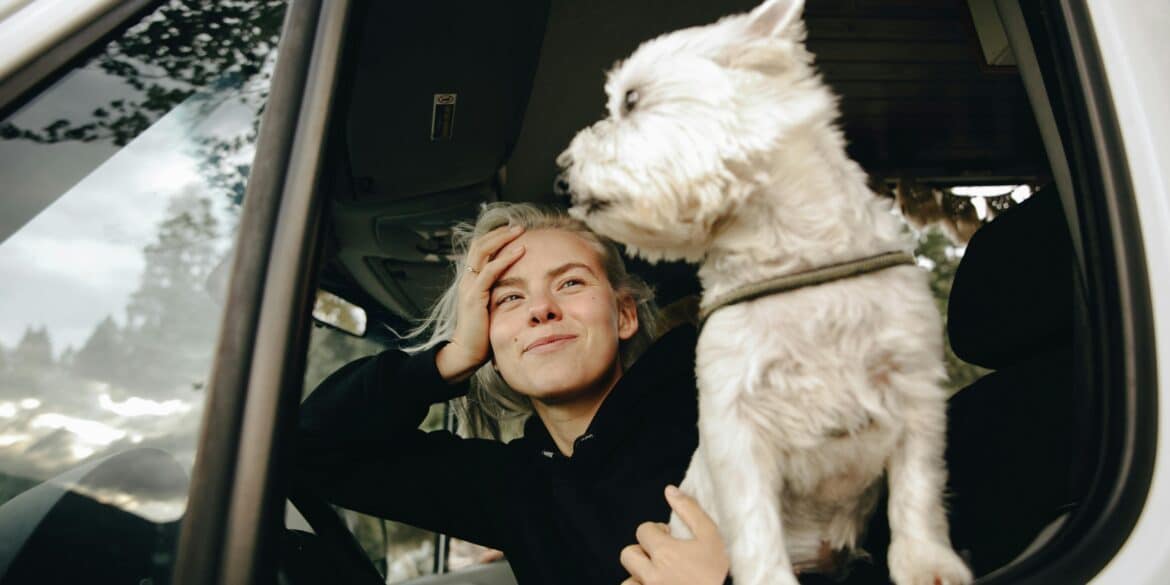 White dog in a car