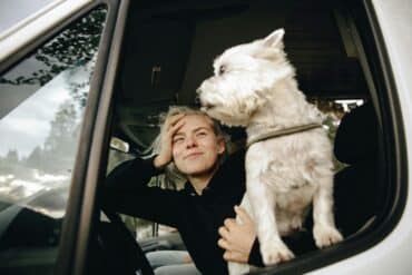 White dog in a car