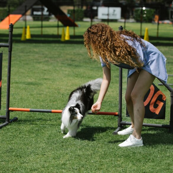 dog trainer on agility course