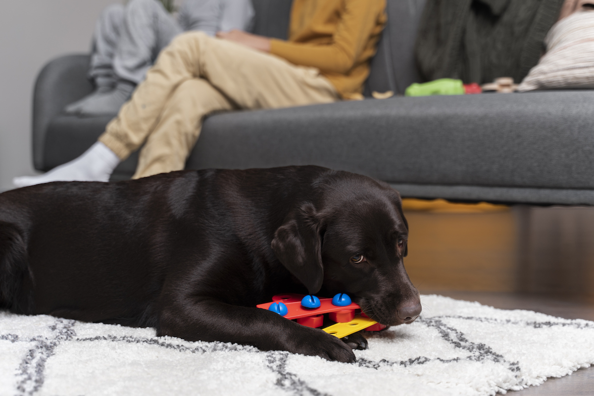 Zoom & Zoomies: Top Toys to Keep Your Dog Busy While You Work