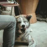 happy dog in a coffee shop