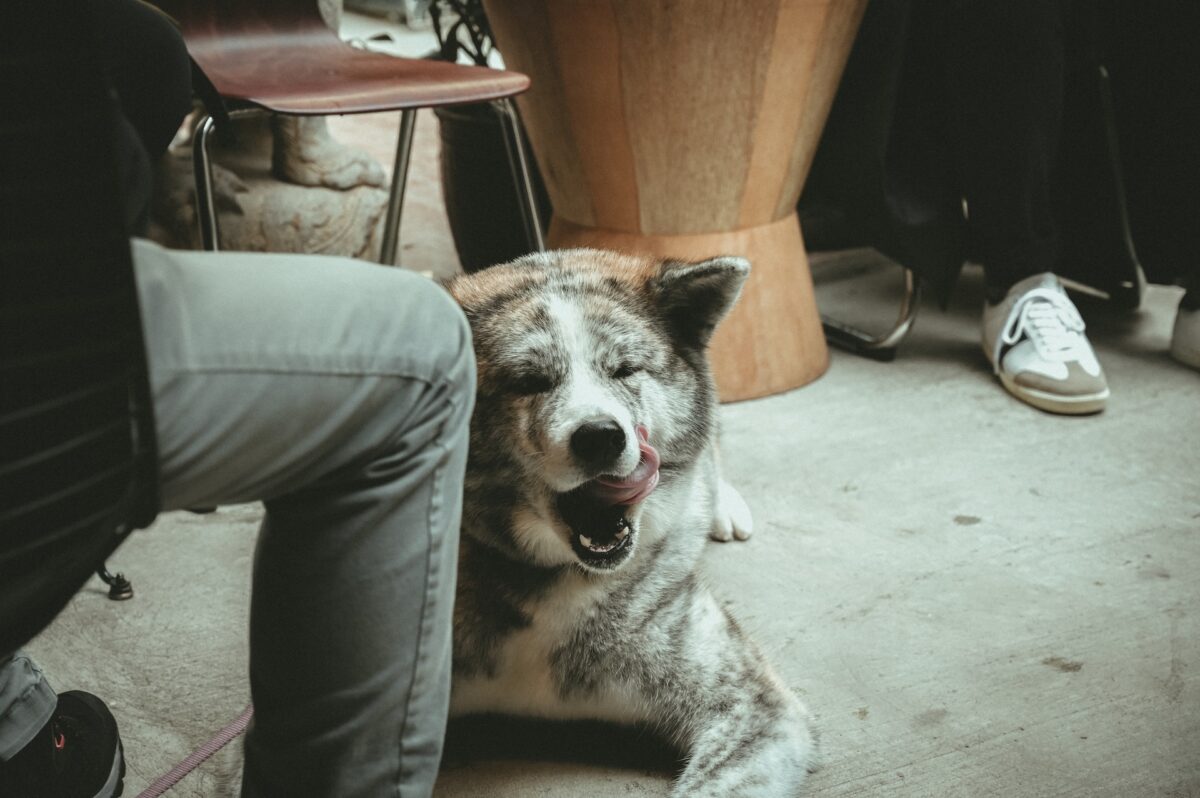 happy dog in a coffee shop