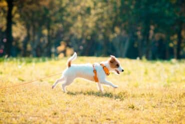 dog sniffing on a walk