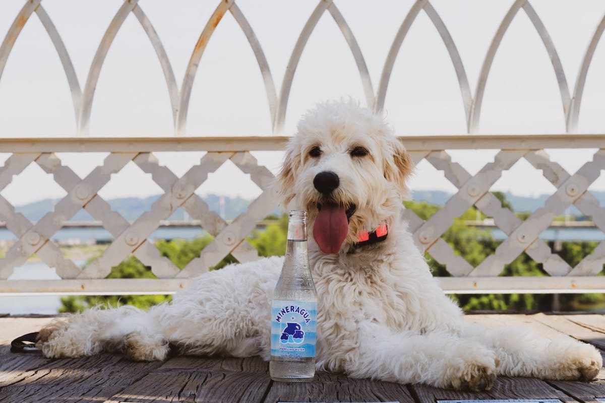 dog on a bridge with a drink