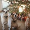 dogs by Christmas tree