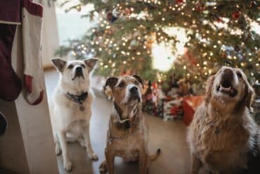 dogs by Christmas tree